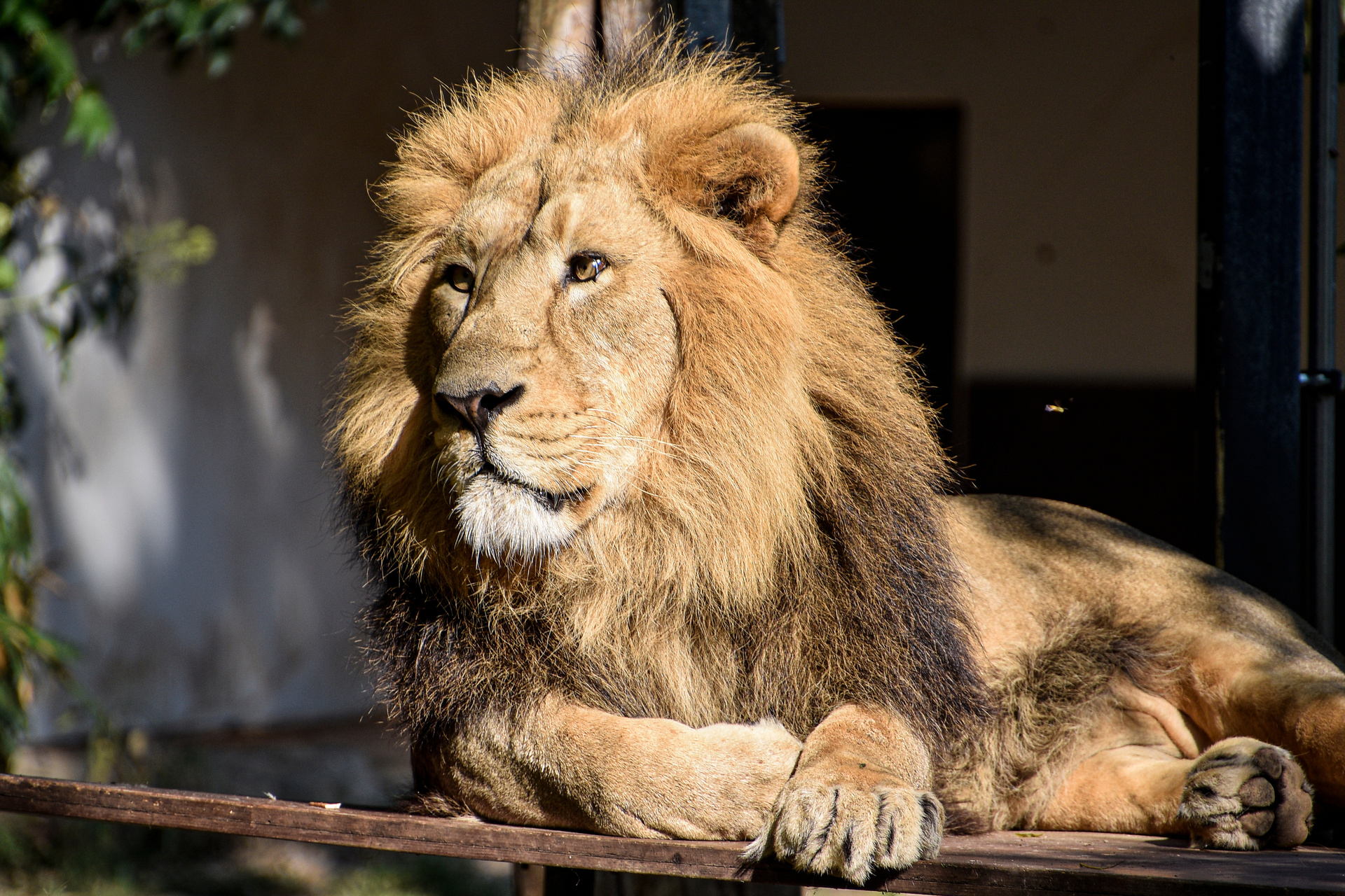 African male lion , wildlife animal mammal feline